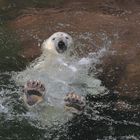 Flocke beim Rückenschwimmen