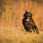 Flocke, flat coated retriever