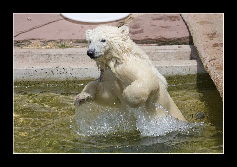 Flocke geht baden...