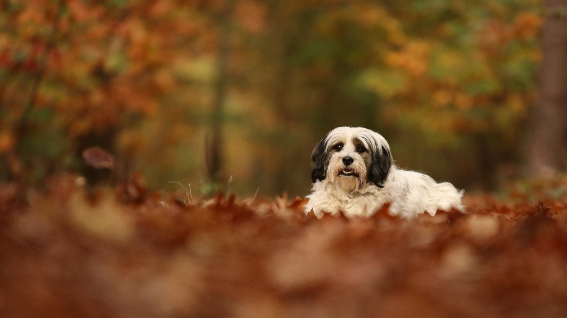 Flocke im Herbstwald