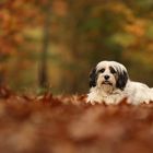 Flocke im Herbstwald