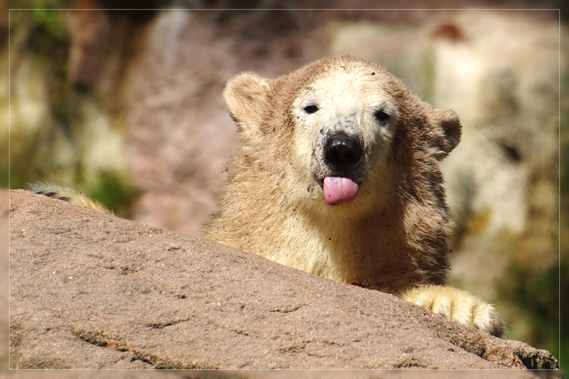 Flocke im Nürnberger Tierpark