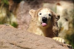 Flocke im Nürnberger Tierpark