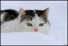 Flocke im Schnee