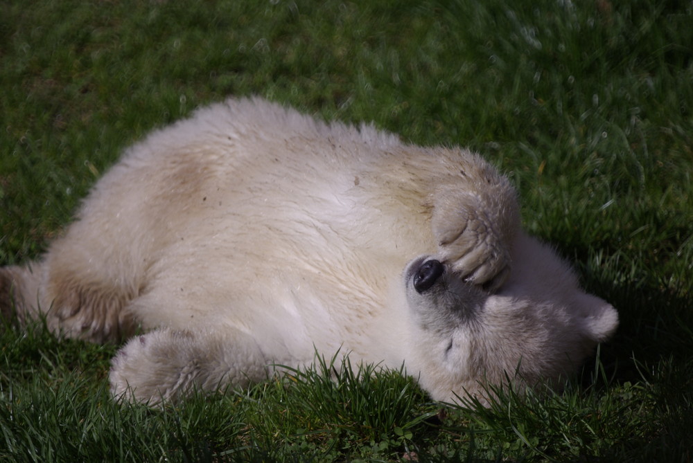 Flocke im Zoo Nürnberg Ostern 2008