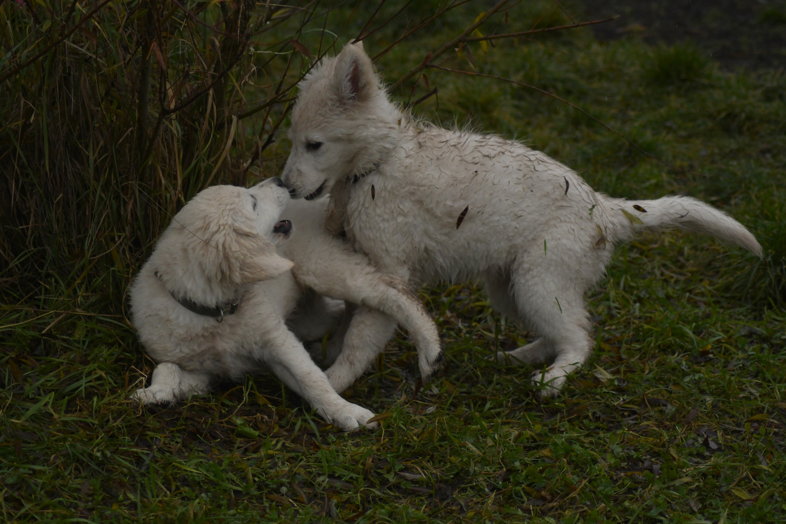 Flocke mit Lotte