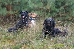 Flocke, Rocky und Kessy im Wald