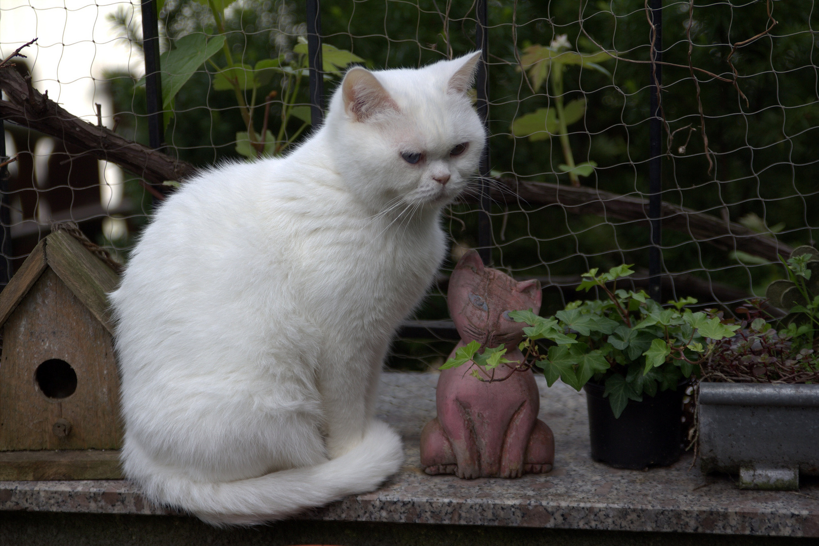 Flocke und die rote Katze