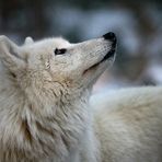 Flocke wartet auf Schneeflocken