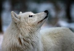 Flocke wartet auf Schneeflocken