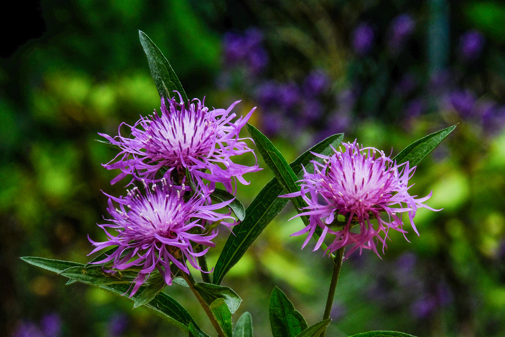 Flocken Blüten