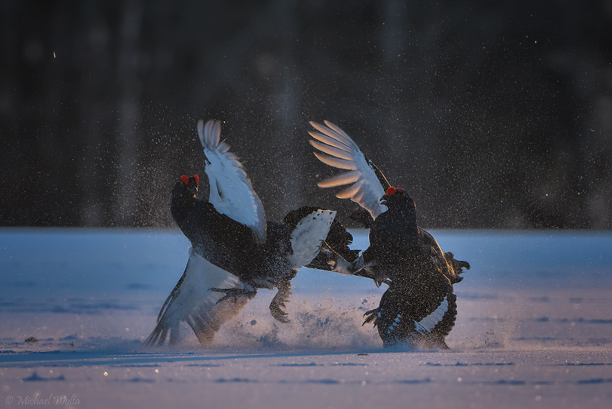 Flocken und Federn