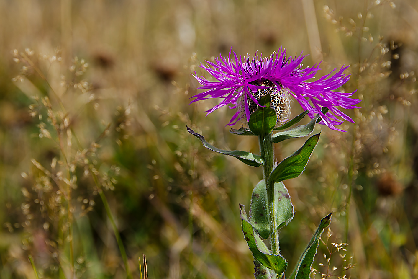 Flockenblume