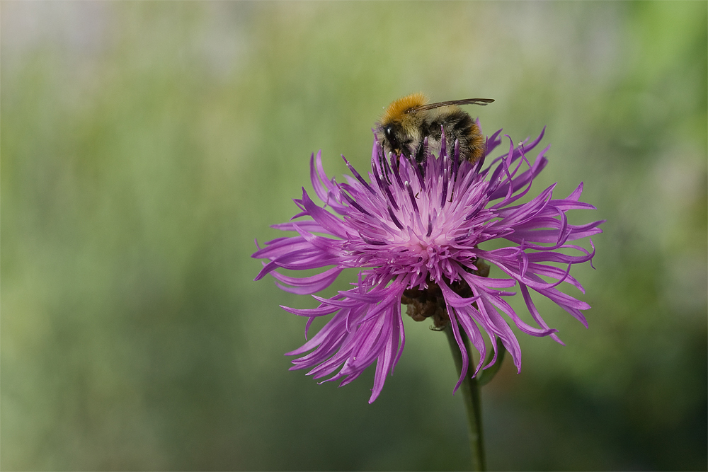 Flockenblume