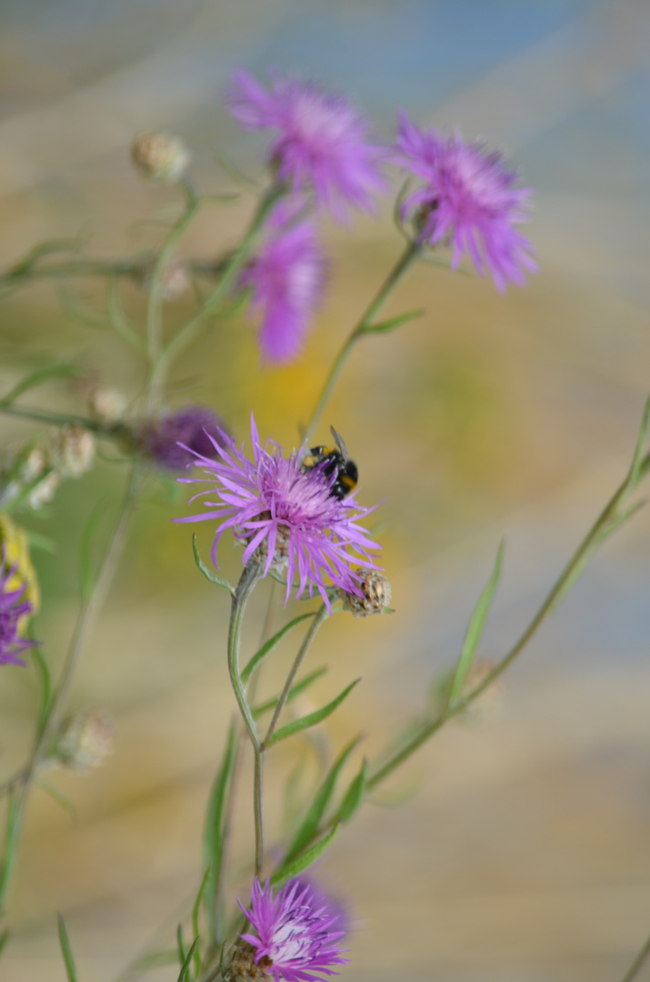 Flockenblume