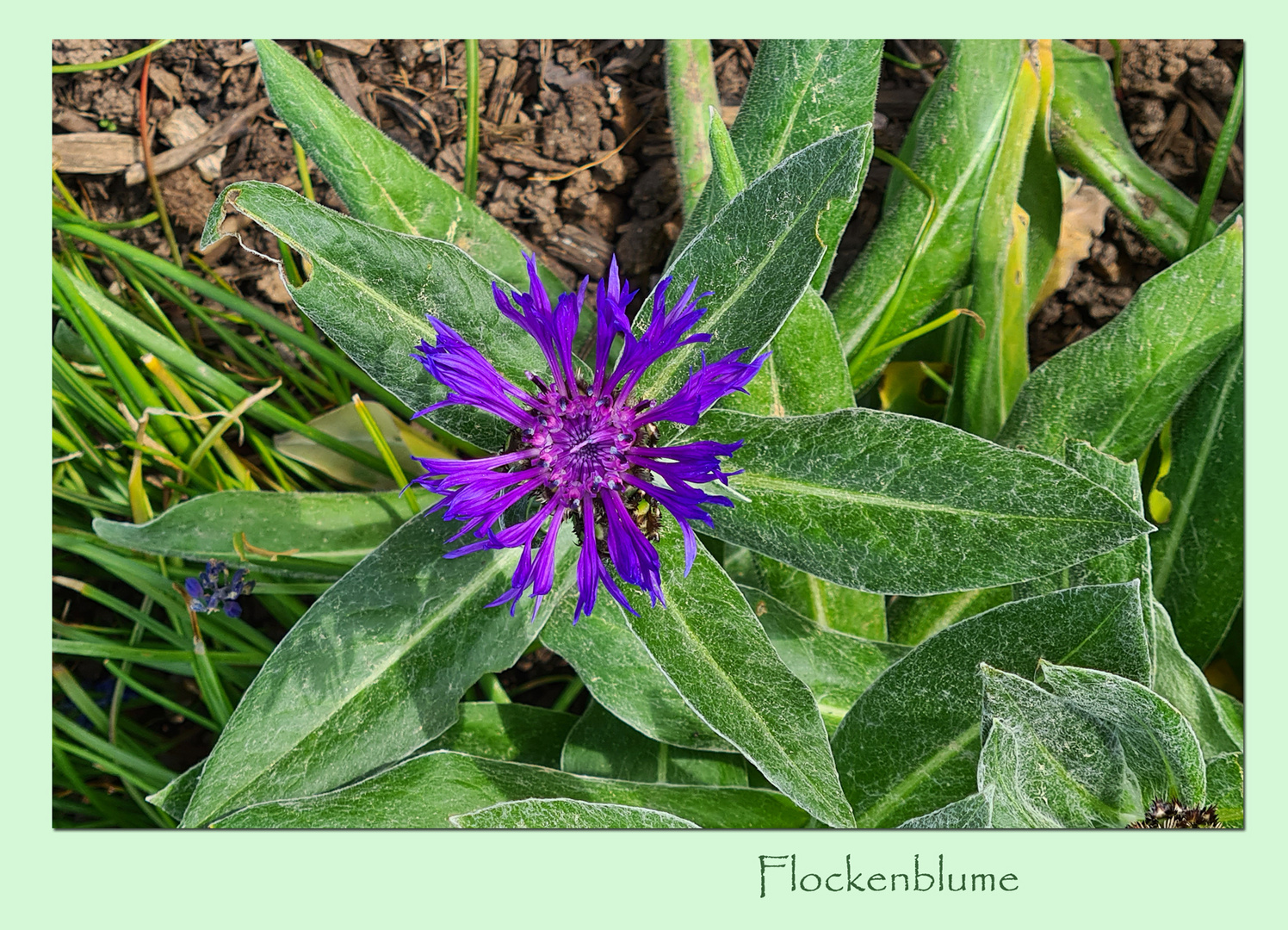 Flockenblume