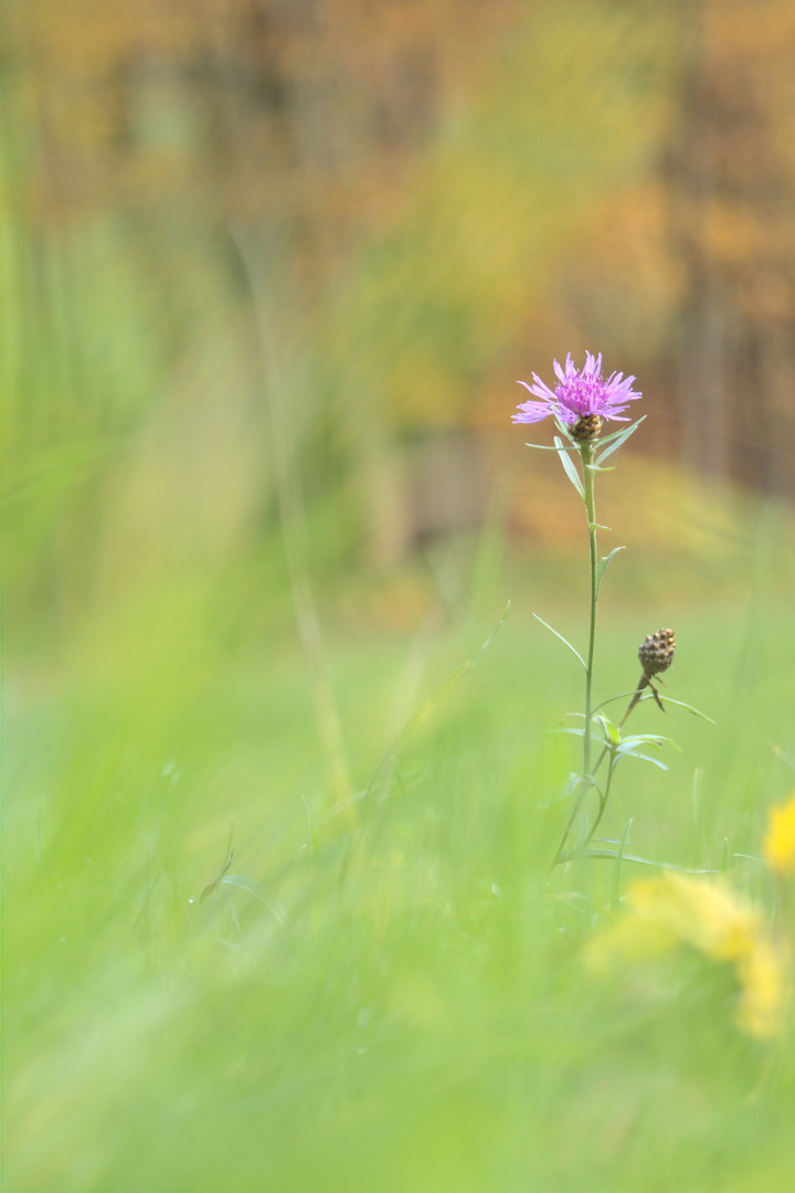 Flockenblume