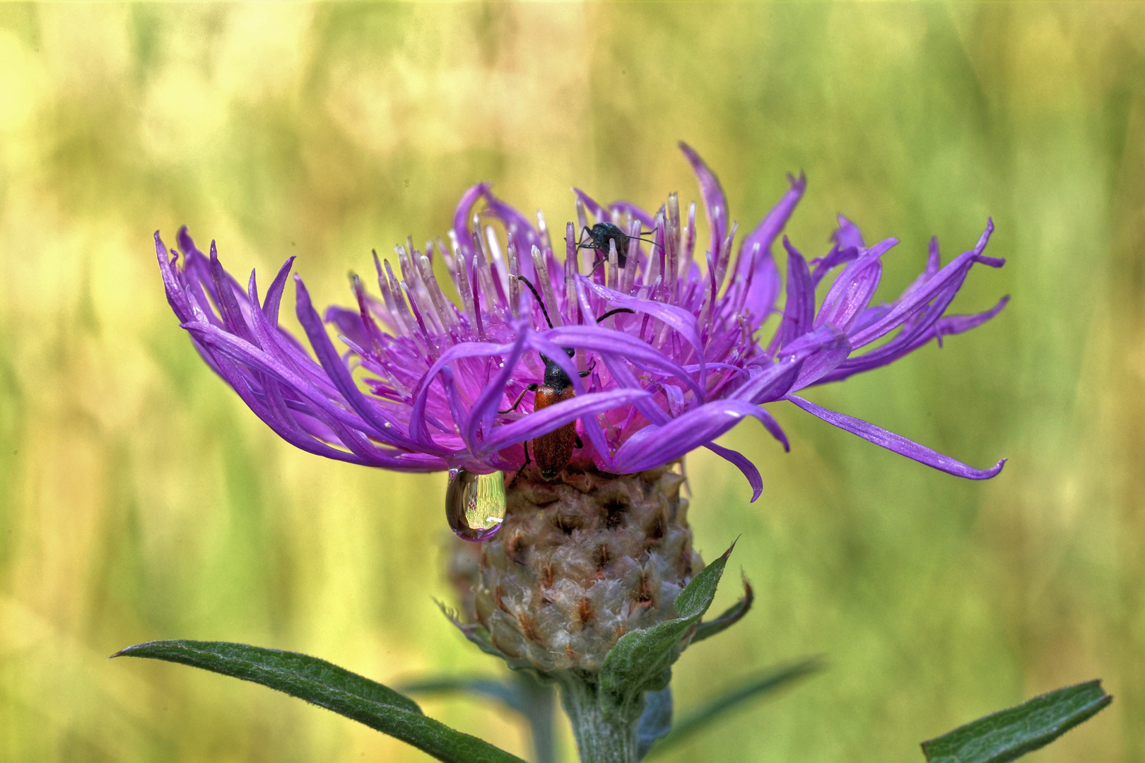 Flockenblume am Morgen