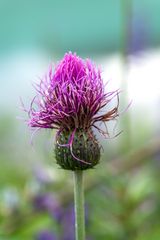 Flockenblume am Wegesrand