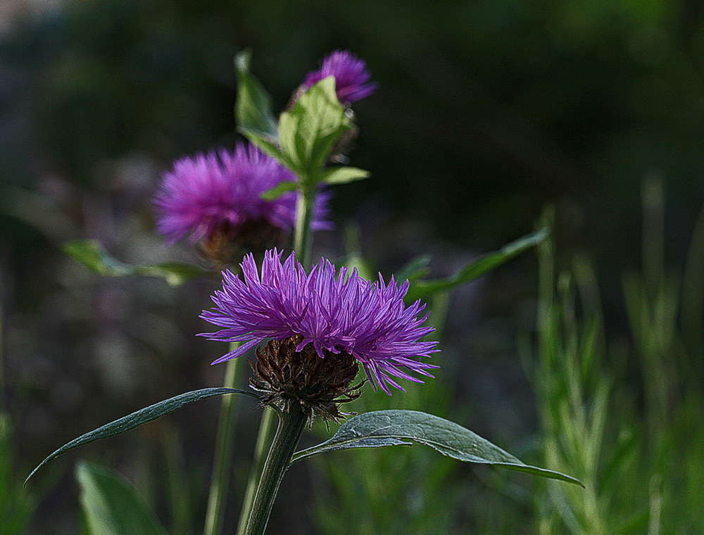 Flockenblume