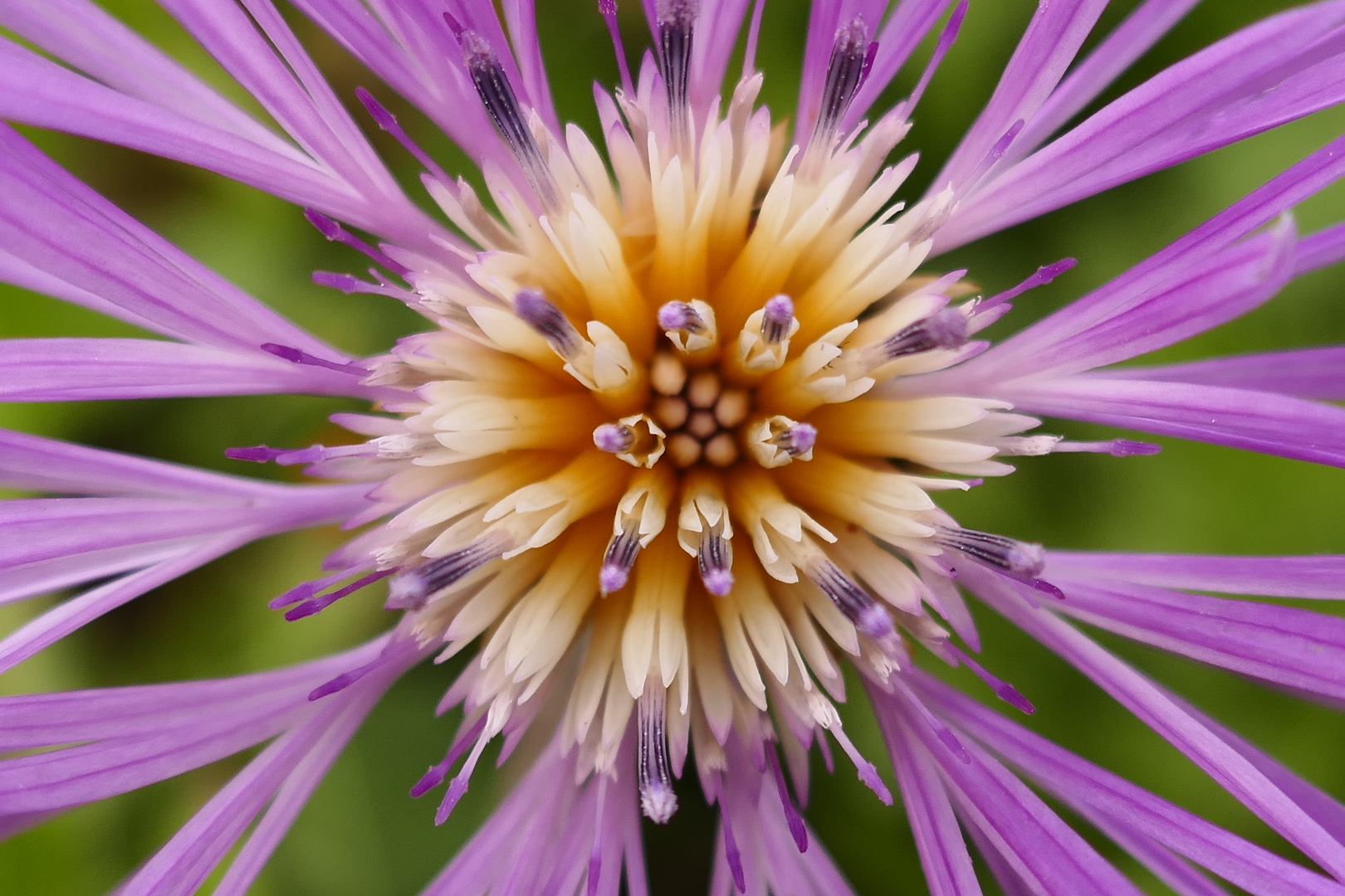 Flockenblume, Centaurea