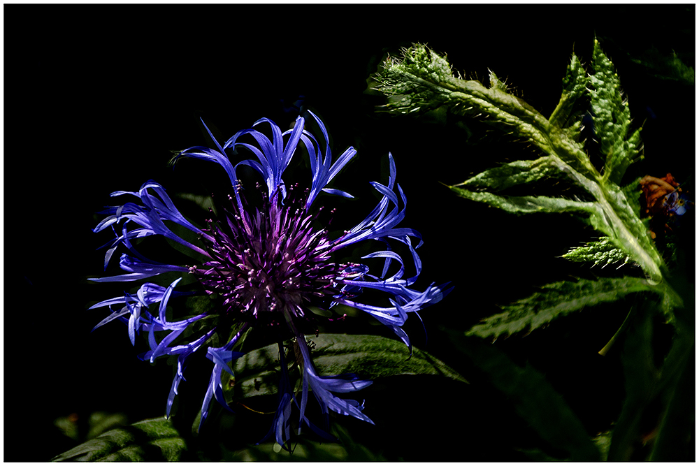 Flockenblume (Centaurea)