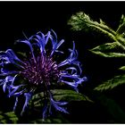 Flockenblume (Centaurea)