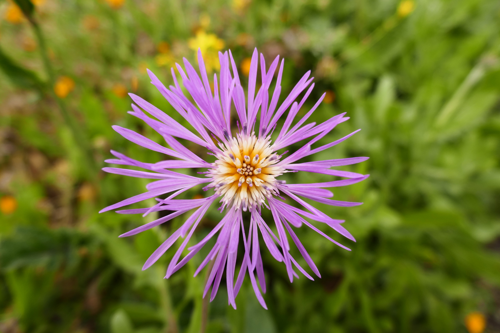 Flockenblume, Centaurea, Algarrobo, Andalusien