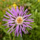 Flockenblume, Centaurea, Algarrobo, Andalusien