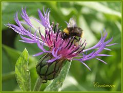 Flockenblume (Centaurea ) als Tankstelle