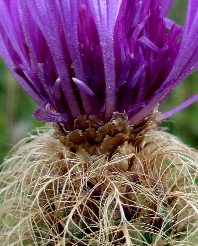 Flockenblume, Detail