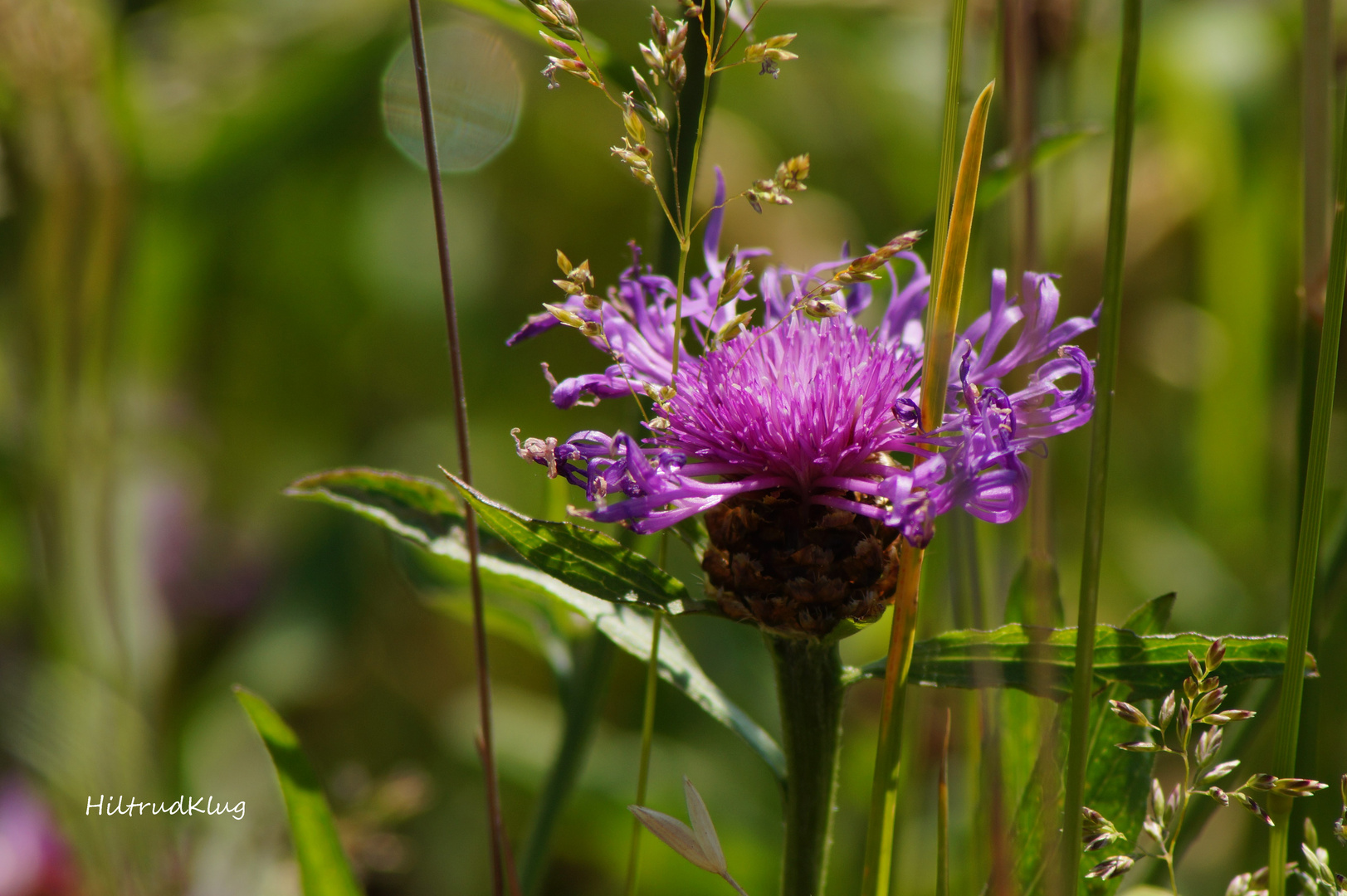  Flockenblume