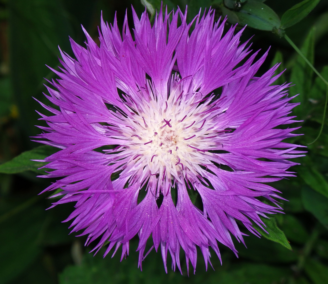 Flockenblume - eine wichtige Blume für Insekten