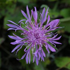 Flockenblume - Herbstblüte