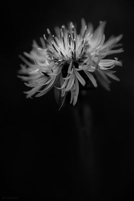 Flockenblume im Licht