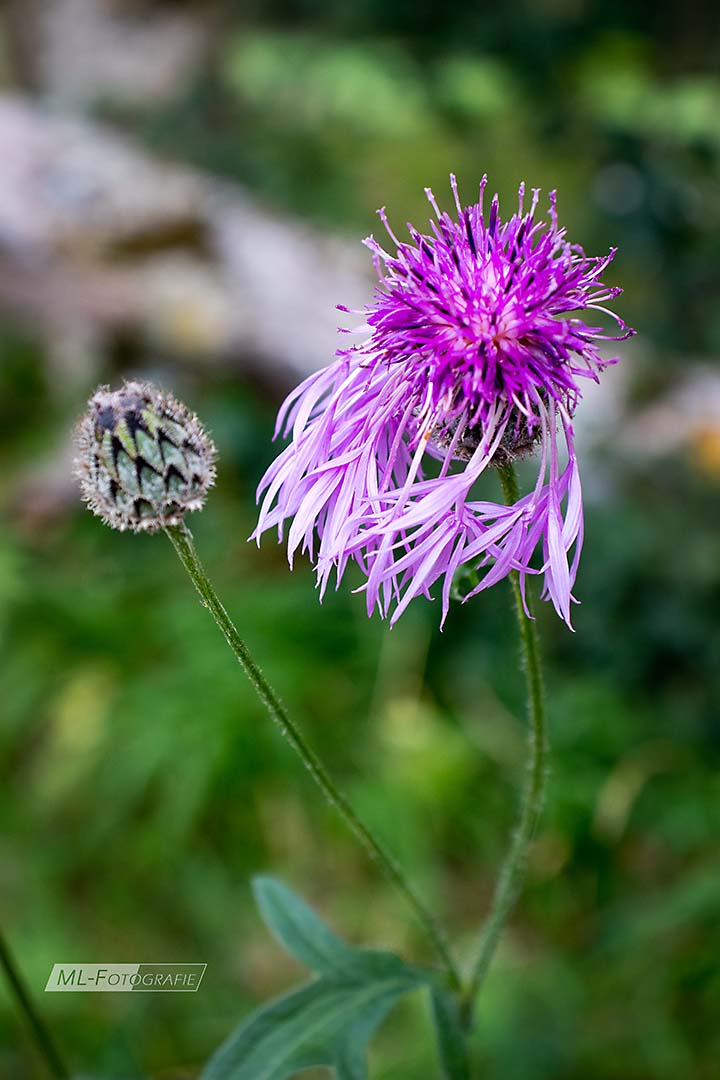 Flockenblume im September