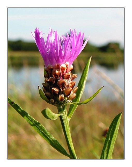 Flockenblume in voller Blüte