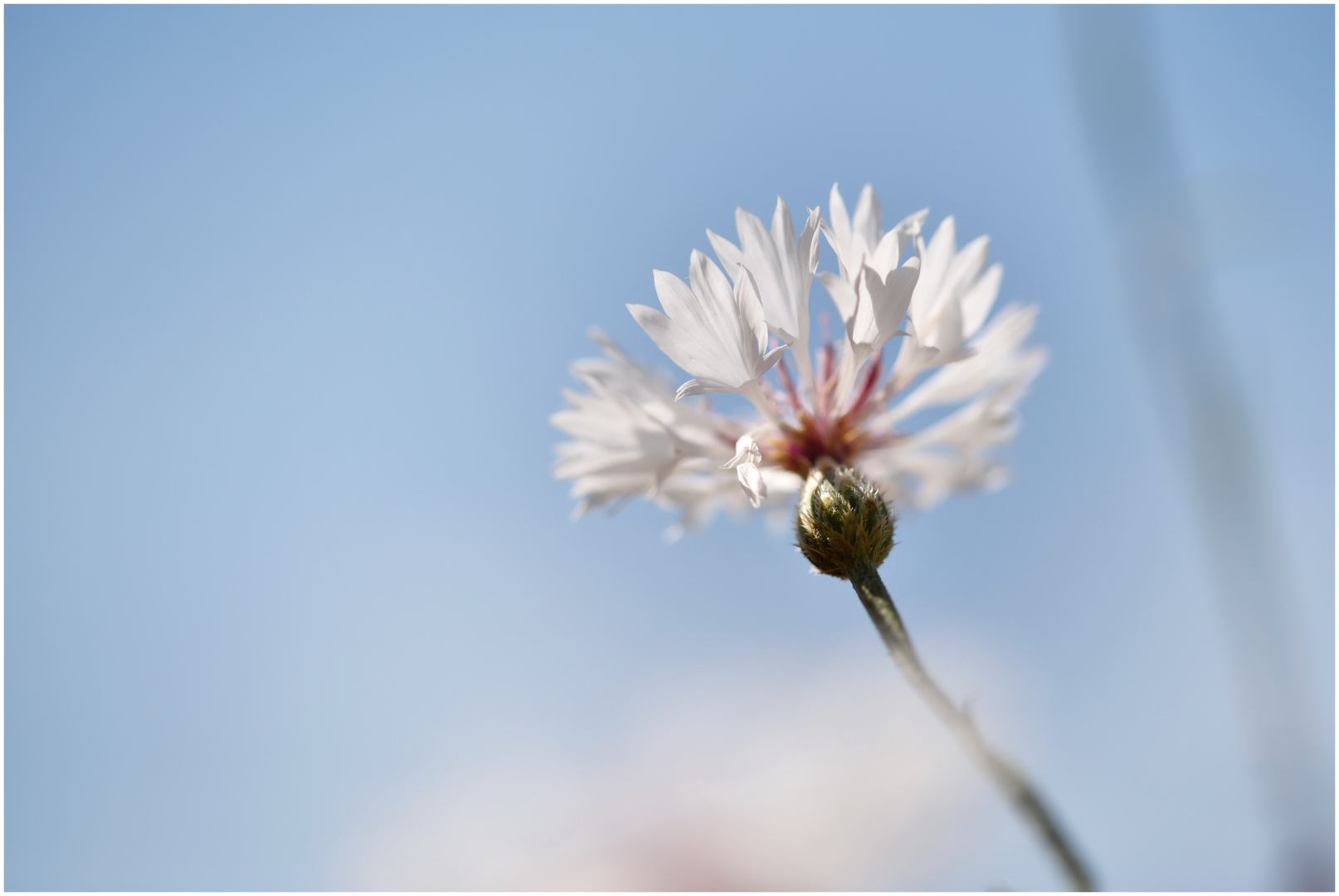 Flockenblume in weiß