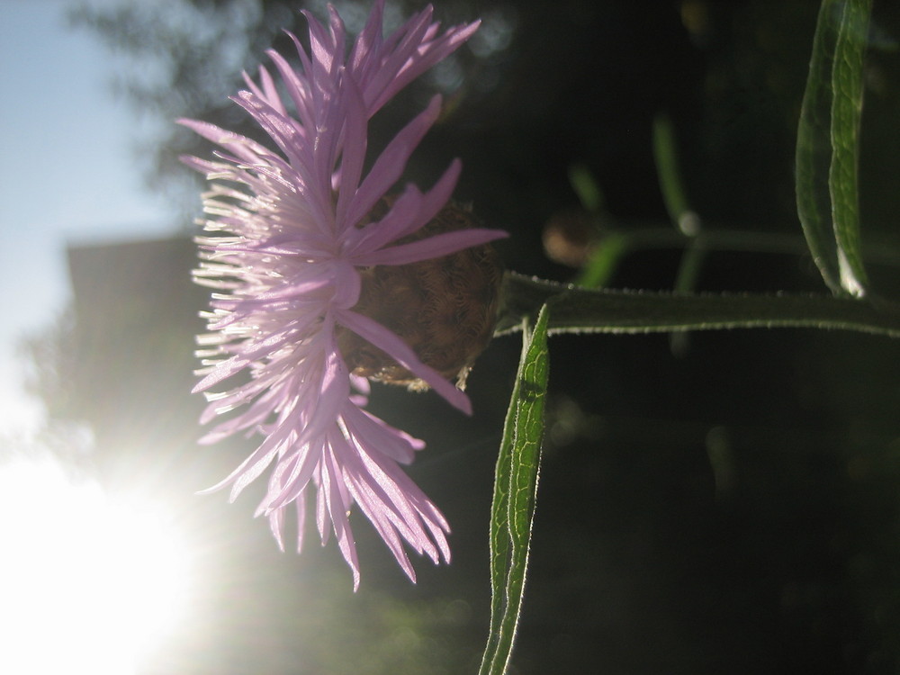 Flockenblume mal anders