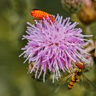 Flockenblume mit Besuch