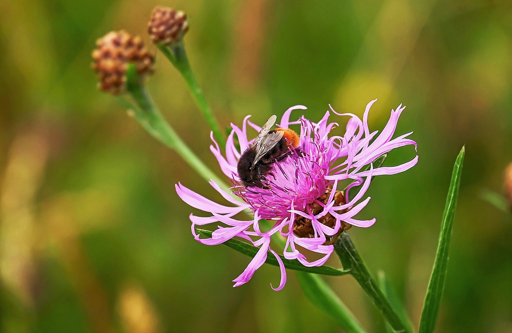 Flockenblume mit Besuch