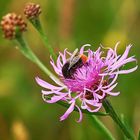 Flockenblume mit Besuch