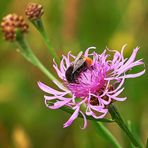 Flockenblume mit Besuch