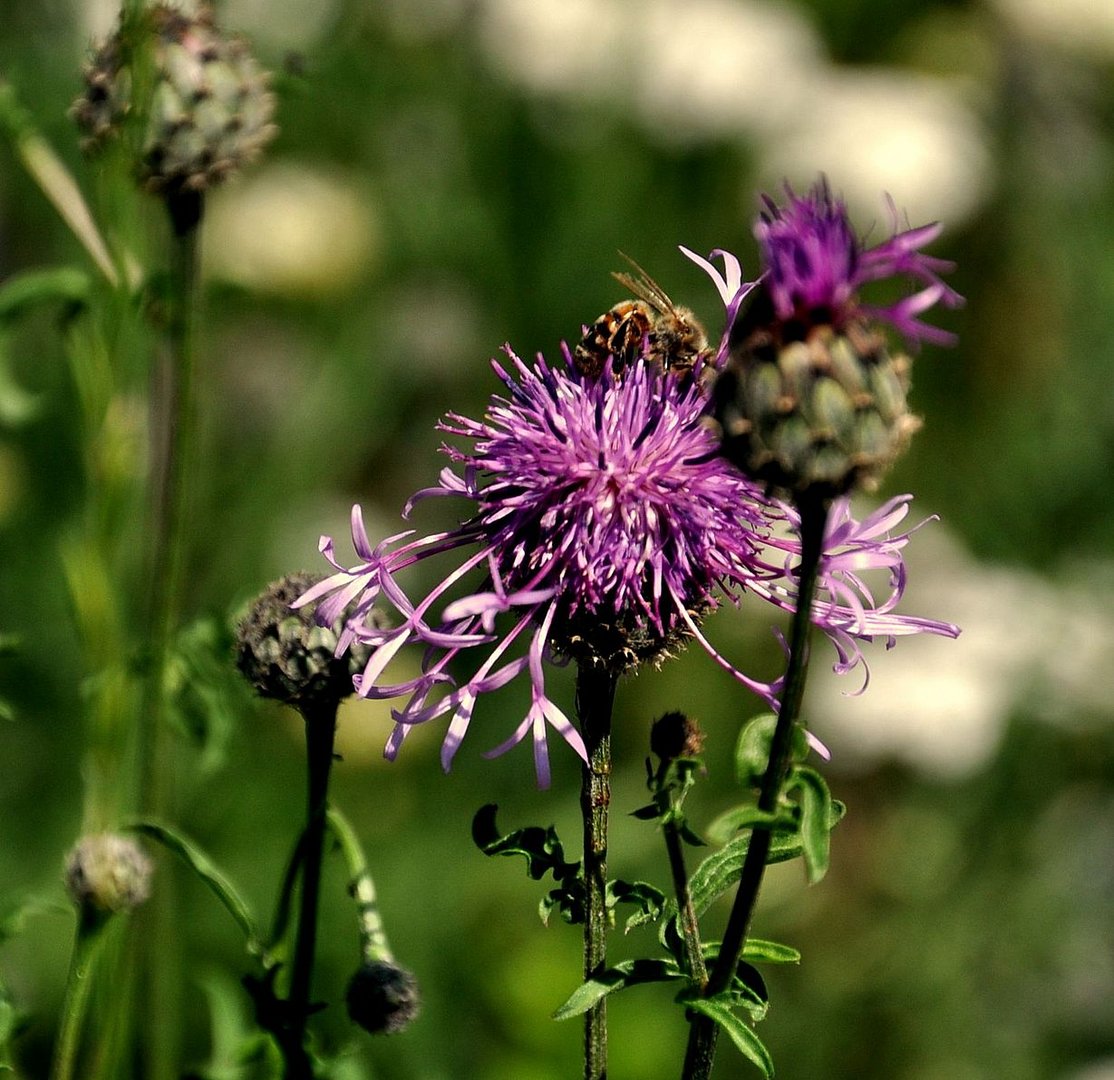 Flockenblume mit Besucher