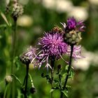 Flockenblume mit Besucher