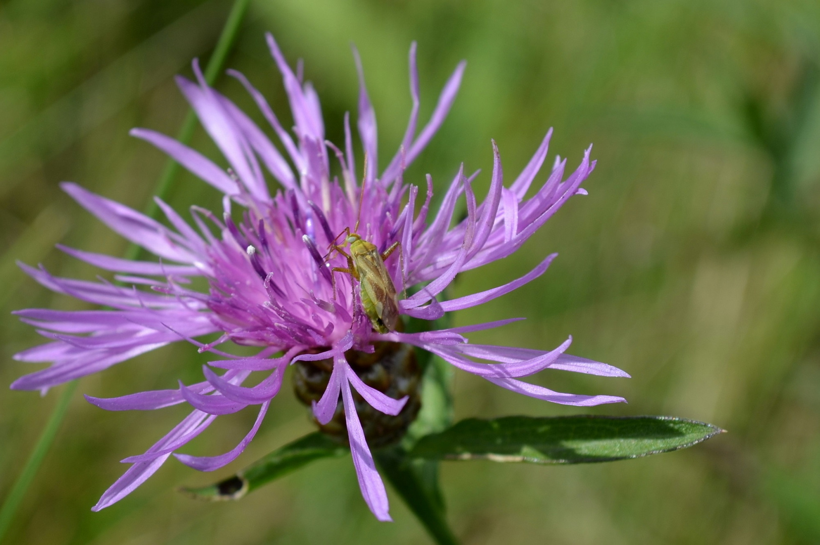 Flockenblume mit Besucher