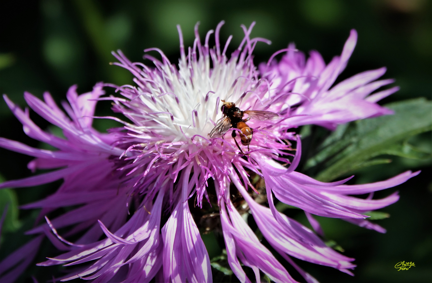 Flockenblume mit Besucherin