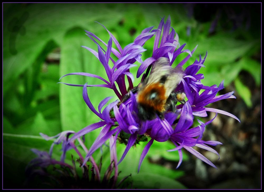 Flockenblume mit Bienchen