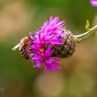 Flockenblume mit Biene