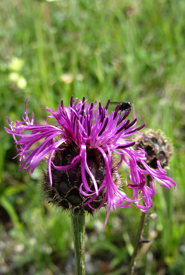 Flockenblume mit Fliege